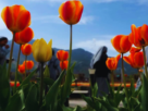 Srinagar's Tulip Garden Prepares to Welcome Tourists with a Spectacular Show of Colors