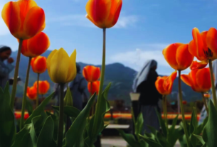 Srinagar's Tulip Garden Prepares to Welcome Tourists with a Spectacular Show of Colors