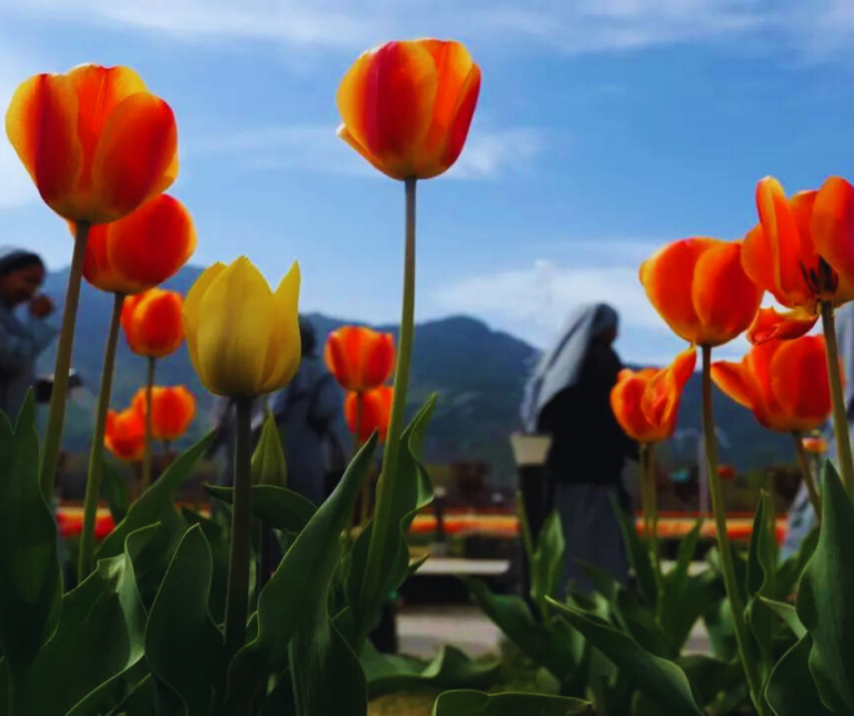 Srinagar's Tulip Garden Prepares to Welcome Tourists with a Spectacular Show of Colors