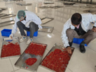 IIKSTC Pampore Elevates Saffron Harvest with State-of-the-Art Processing Facilities