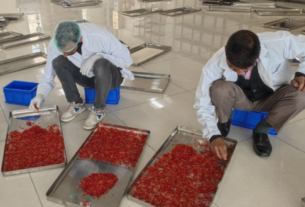 IIKSTC Pampore Elevates Saffron Harvest with State-of-the-Art Processing Facilities