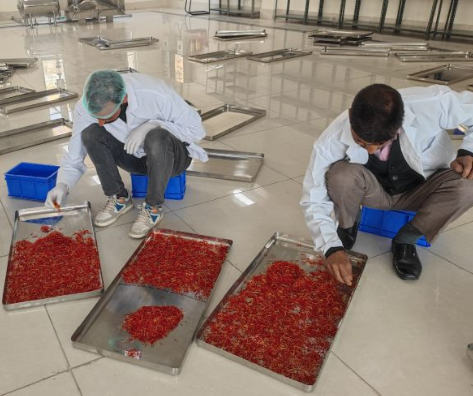 IIKSTC Pampore Elevates Saffron Harvest with State-of-the-Art Processing Facilities