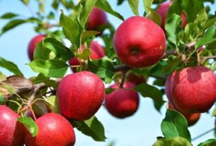 Kashmiri Apple Growers Rush to Market as Prices Surge Ahead of Ramadhan