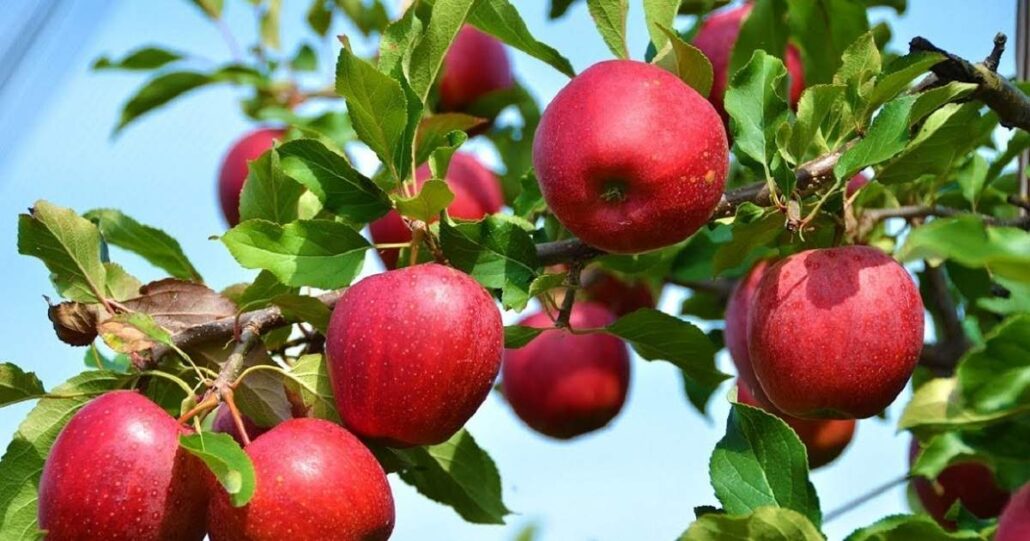 Kashmiri Apple Growers Rush to Market as Prices Surge Ahead of Ramadhan