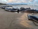 Tragic Mass Stranding: 157 Dolphins Beached on Remote Australian Shore