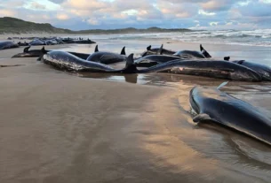 Tragic Mass Stranding: 157 Dolphins Beached on Remote Australian Shore