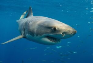 Tragedy at Long Reef: Surfer Killed in Suspected Shark Attack — First Fatality Since 2022