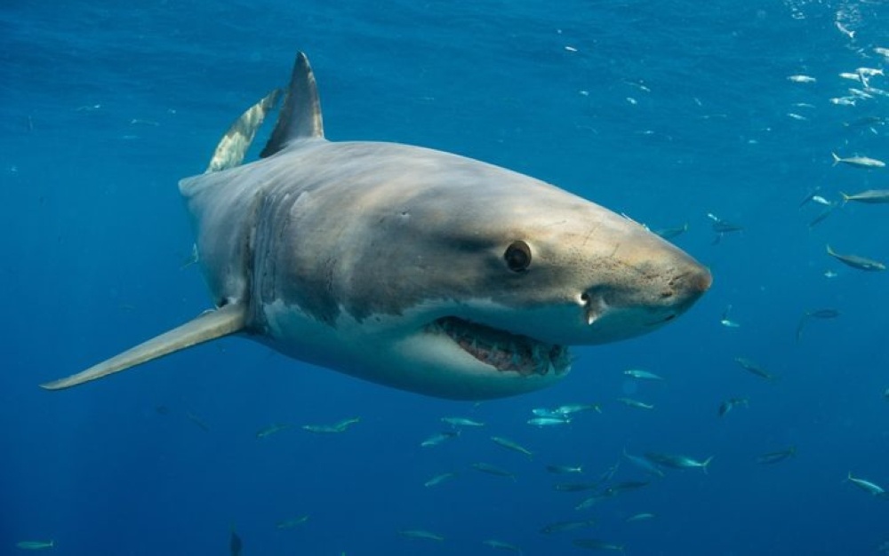 Tragedy at Long Reef: Surfer Killed in Suspected Shark Attack — First Fatality Since 2022