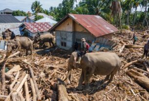 Death toll rises to 950 in Indonesia floods as shortages escalate across Sumatra