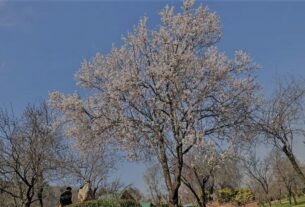 Above-Normal Temperatures Spark Early Bloom in Kashmir