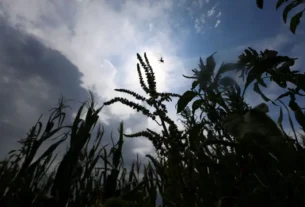 World Food Prices Reach Three-Year High in July as Weather Extremes and Conflicts Push Costs Higher