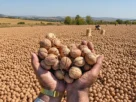 Walnut Farming in Kashmir Offers Strong Returns, but Labour Costs Remain a Major Challenge