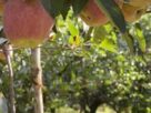 Kashmir Has the Fruit. Now It Needs the Value Chain