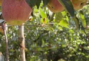 Kashmir Has the Fruit. Now It Needs the Value Chain